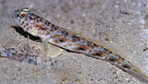 Image of Tomiyamichthys lanceolatus (Lanceolate shrimpgoby)
