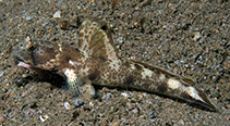 Image of Tomiyamichthys oni (Monster shrimpgoby)