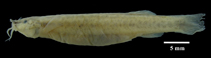 Image of Trichomycterus banneaui 