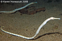 Image of Trachyrhamphus bicoarctatus (Double-ended pipefish)