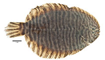 Image of Trinectes maculatus (Hogchoker)