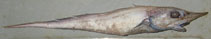 Image of Trachyrincus murrayi (Roughnose grenadier)