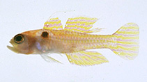 Image of Trimma nomurai (Lilac pygmygoby)