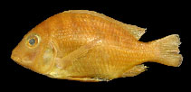 Image of Tylochromis variabilis 