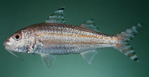 Image of Upeneus supravittatus (Long-fin goatfish)