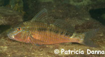 Image of Upeneichthys vlamingii (Bluespotted goatfish)