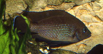 Image of Variabilichromis moorii 