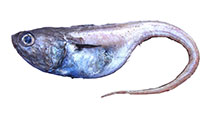 Image of Ventrifossa paxtoni (Thinbarbel whiptail)
