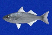 Image of Xenichthys agassizii 