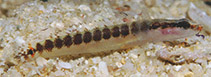 Image of Xenisthmus eirospilus (Spotted wriggler)