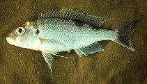 Image of Xenochromis hecqui 