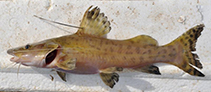 Image of Zungaro zungaro (Gilded catfish)