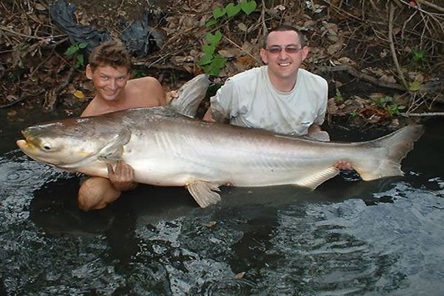 ../tools/UploadPhoto/uploads/Mekong-Giant-Catfish.jpg