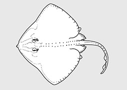 Arhynchobatidae