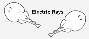electric rays