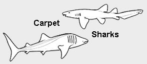carpet sharks