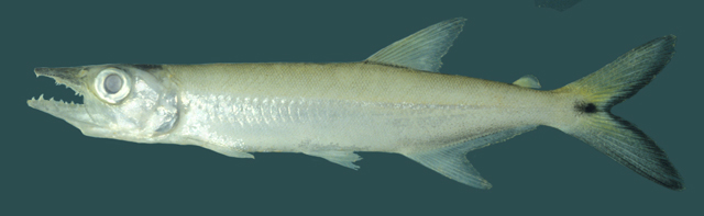 Acestrorhynchus microlepis