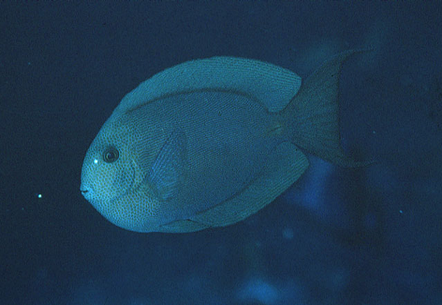 Acanthurus nubilus