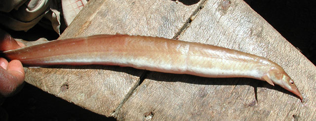 Mastacembelus cunningtoni