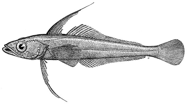 Aethotaxis mitopteryx