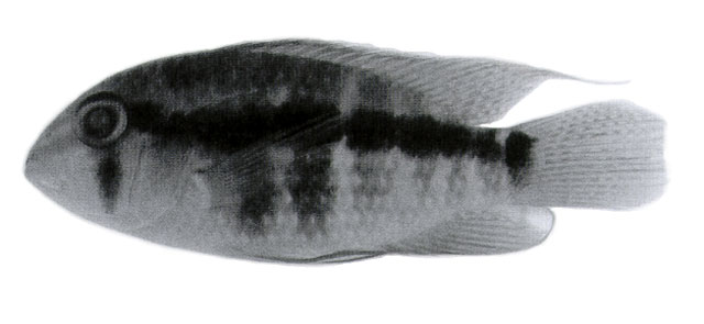 Aequidens paloemeuensis