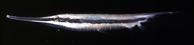 Aeoliscus strigatus