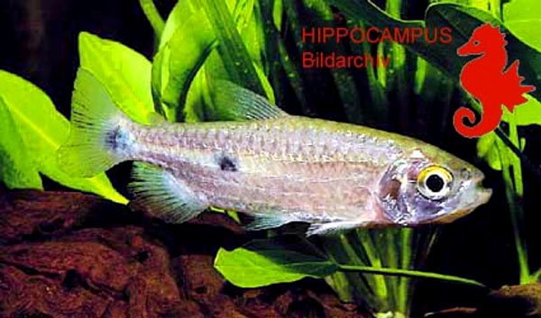 Brycinus bimaculatus