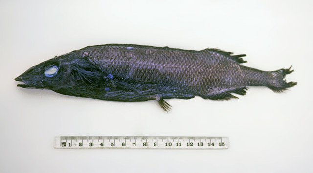 Allon_u0.jpg