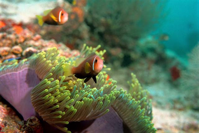 Amphiprion nigripes