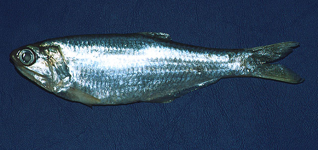 Anchovia clupeoides