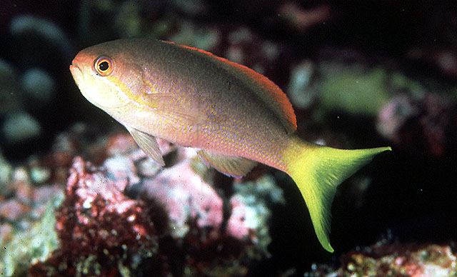 Pseudanthias olivaceus