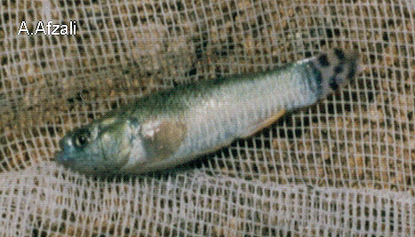 Aphaniops ginaonis