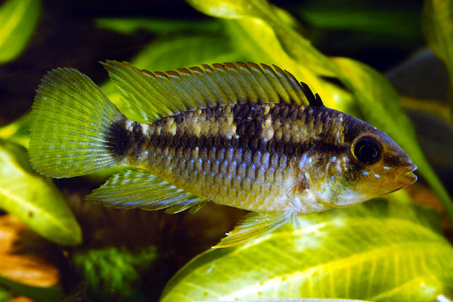 Apistogramma hippolytae