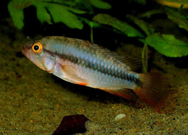 Apistogramma huascar