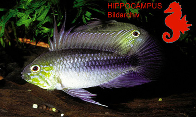 Apistogramma trifasciata