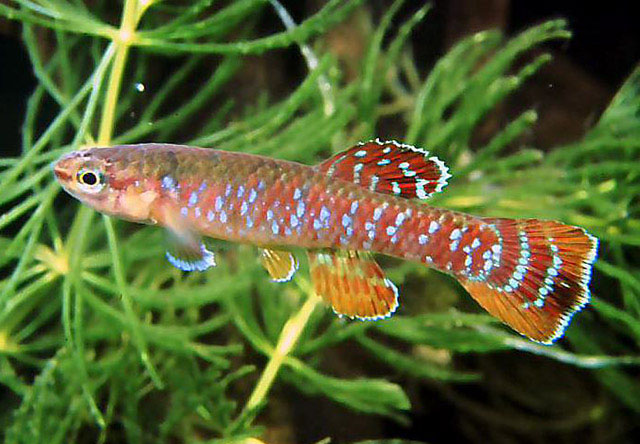 Aphyosemion seegersi