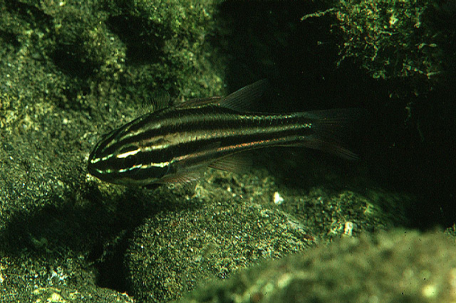 Pristiapogon taeniopterus