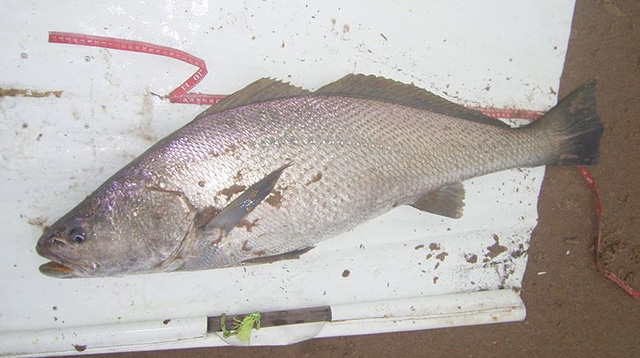 Argyrosomus coronus