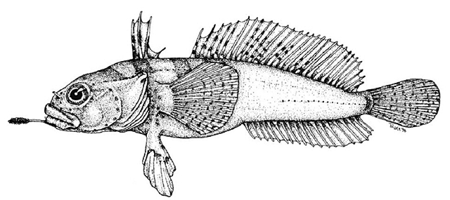 Artedidraco glareobarbatus