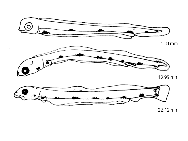 Argentina sphyraena