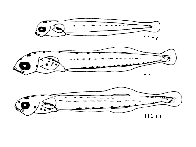 Atherina presbyter