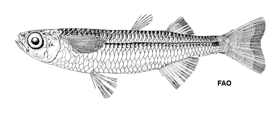 Atherinomorus vaigiensis