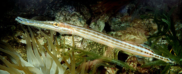Aulostomus maculatus