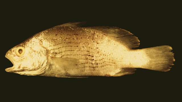 Corvula batabana