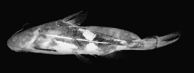 Bagrichthys micranodus