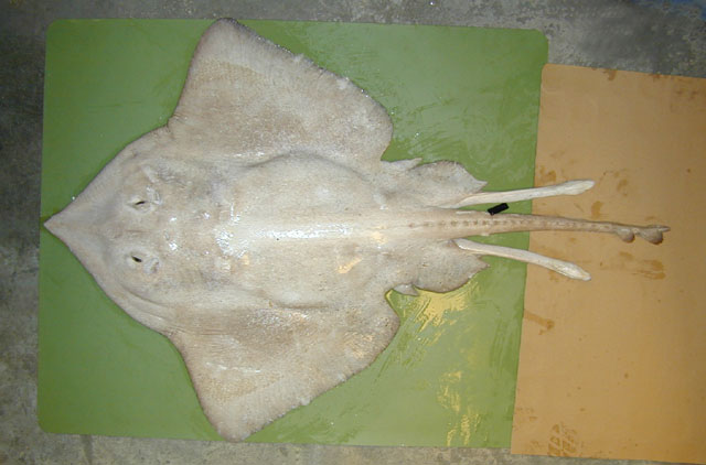 Bathyraja pallida