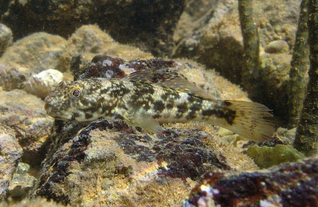 Bathygobius soporator