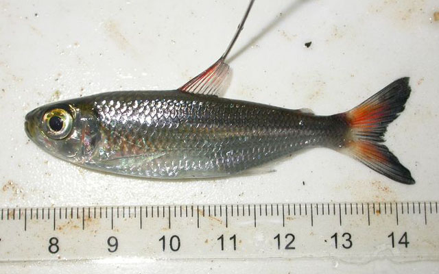 Bryconops affinis