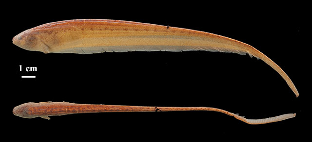 Brachyhypopomus bennetti