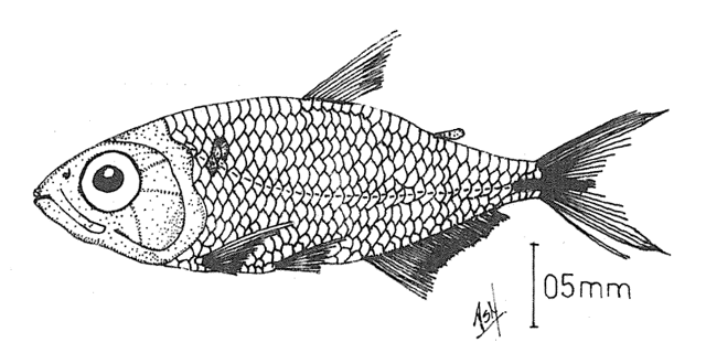 Bryconamericus ichoensis